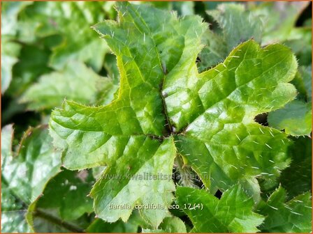 Tiarella cordifolia &#039;Eco&#039; | Schuimbloem, Perzische muts | Herzbl&auml;ttrige Schaumbl&uuml;te