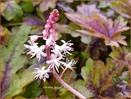 Tiarella &#039;Sugar and Spice&#039; | Schuimbloem, Perzische muts | Schaumbl&uuml;te