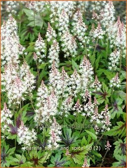 Tiarella &#039;Sugar and Spice&#039; | Schuimbloem, Perzische muts | Schaumbl&uuml;te