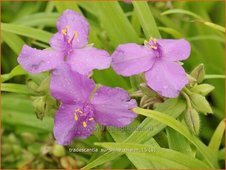 Tradescantia &#039;Sunshine Charm&#039; | Eendagsbloem, Vaderplant, Matrozensla | Dreimasterblume