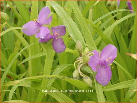 Tradescantia &#039;Sunshine Charm&#039; | Eendagsbloem, Vaderplant, Matrozensla | Dreimasterblume
