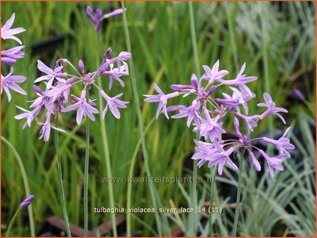 Tulbaghia violacea &#039;Silver Lace&#039; | Wilde knoffel, Kaapse knoflook | Zimmerknoblauch