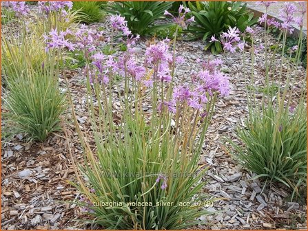 Tulbaghia violacea &#039;Silver Lace&#039; | Wilde knoffel, Kaapse knoflook | Zimmerknoblauch