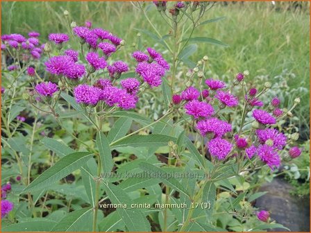 Vernonia crinita &#039;Mammuth&#039; | IJzerkruid | Arkansas-Scheinaster