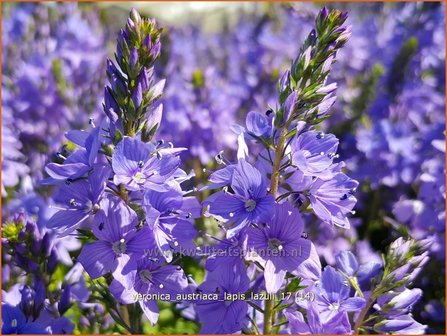 Veronica austriaca &#039;Lapis Lazuli&#039; | Brede ereprijs, Ereprijs | &Ouml;sterreichischer Ehrenpreis