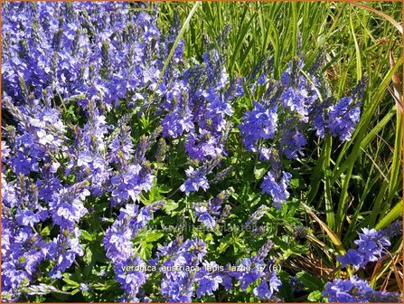 Veronica austriaca &#039;Lapis Lazuli&#039; | Brede ereprijs, Ereprijs | &Ouml;sterreichischer Ehrenpreis