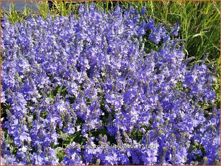 Veronica austriaca &#039;Lapis Lazuli&#039; | Brede ereprijs, Ereprijs | &Ouml;sterreichischer Ehrenpreis