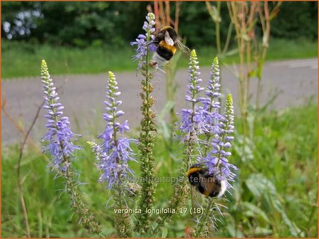 Veronica longifolia | Lange ereprijs, Ereprijs | Langbl&auml;ttriger Ehrenpreis