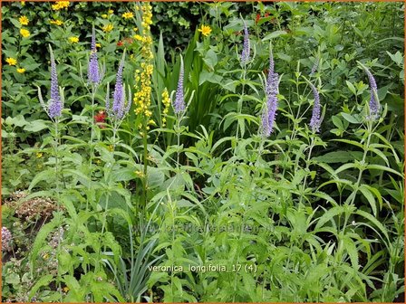 Veronica longifolia | Lange ereprijs, Ereprijs | Langbl&auml;ttriger Ehrenpreis