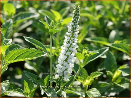 Veronica longifolia &#039;Charlotte&#039; | Lange ereprijs, Ereprijs | Langbl&auml;ttriger Ehrenpreis