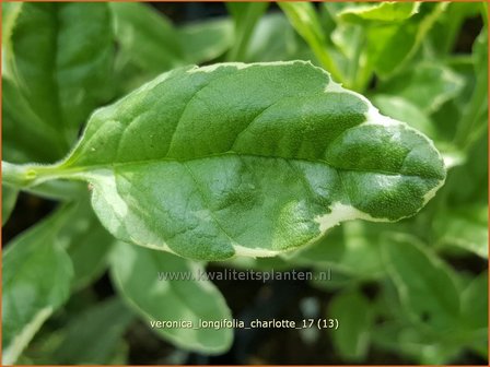 Veronica longifolia &#039;Charlotte&#039; | Lange ereprijs, Ereprijs | Langbl&auml;ttriger Ehrenpreis