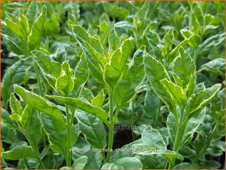 Veronica longifolia &#039;Charlotte&#039; | Lange ereprijs, Ereprijs | Langbl&auml;ttriger Ehrenpreis