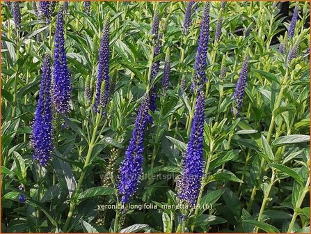 Veronica longifolia &#039;Marietta&#039; | Lange ereprijs, Ereprijs | Langbl&auml;ttriger Ehrenpreis