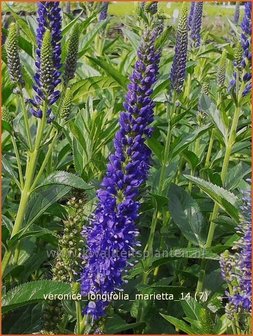 Veronica longifolia &#039;Marietta&#039; | Lange ereprijs, Ereprijs | Langbl&auml;ttriger Ehrenpreis