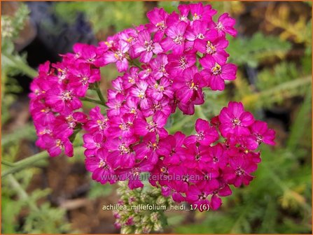 Achillea millefolium &#039;Heidi&#039; | Duizendblad | Gew&ouml;hnliche Schafgarbe | California yarrow