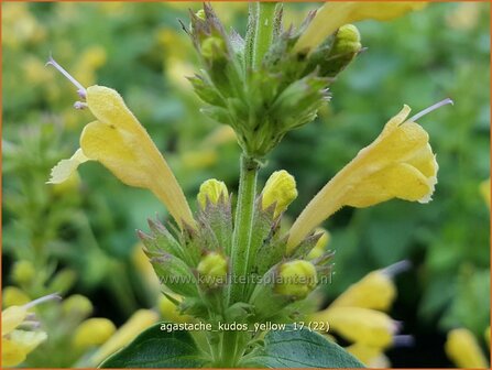Agastache 'Kudos Yellow' | Dropplant, Anijsnetel | Duftnessel