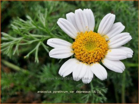 Anacyclus pyrethrum var. depressus | Afrikaanse pyrethrum, Marokkaanse kamille | Kreisblume