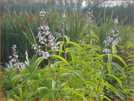 Aloysia triphylla | Citroenverbena | Zitronenverbene