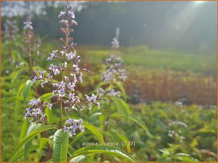 Aloysia triphylla | Citroenverbena | Zitronenverbene