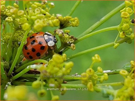 Anethum graveolens | Dille | Dill