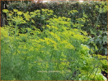 Anethum graveolens | Dille | Dill