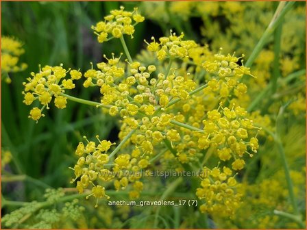 Anethum graveolens | Dille | Dill