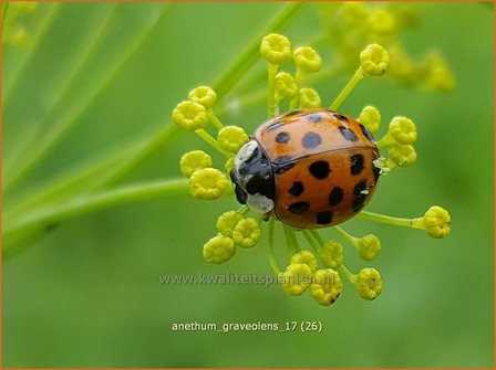 Anethum graveolens | Dille | Dill