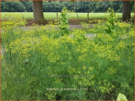 Anethum graveolens | Dille | Dill