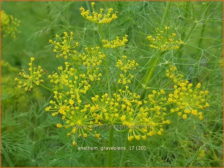 Anethum graveolens | Dille | Dill