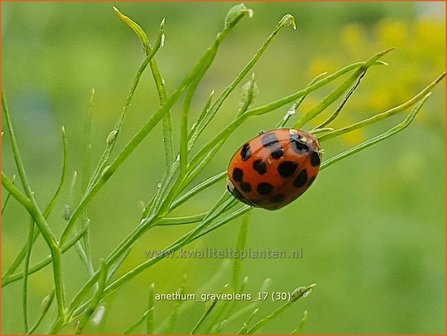 Anethum graveolens | Dille | Dill