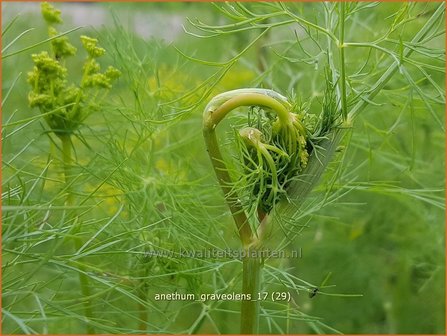 Anethum graveolens | Dille | Dill