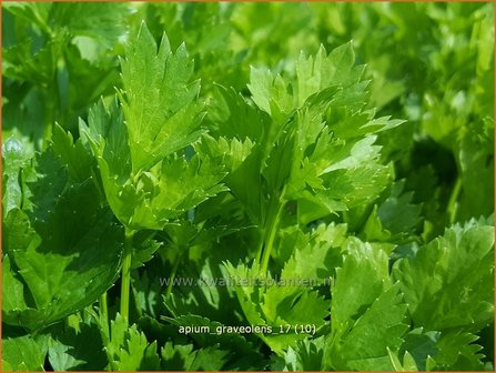 Apium graveolens | Selderij, Moerasscherm | Eppich
