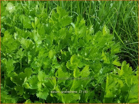 Apium graveolens | Selderij, Moerasscherm | Eppich