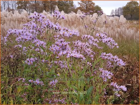Aster tataricus | Purperaster, Aster | Tatarische Aster