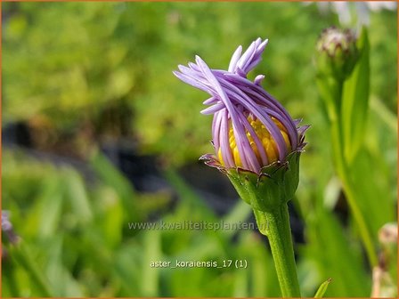 Aster koraiensis | Aster | Aster