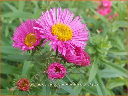 Aster novae-angliae 'Annabelle de Chazal | Nieuw-Engelse aster, Herfstaster, Aster | Raublatt-Aster