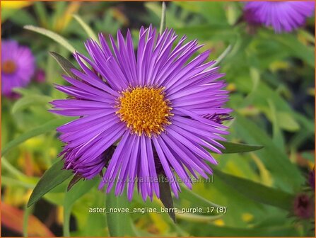 Aster novae-angliae 'Barr's Purple' | Nieuw-Engelse aster, Herfstaster, Aster | Raublatt-Aster