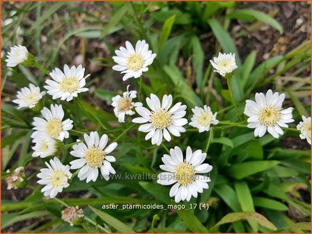 Aster ptarmicoides &#039;Major&#039; | Aster | Hochland-Aster
