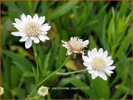 Aster ptarmicoides &#039;Major&#039; | Aster | Hochland-Aster