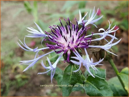 Centaurea montana &#039;Sky Jep&#039; | Bergkorenbloem, Bergcentaurie, Korenbloem, Centaurie | Berg-Flockenblume