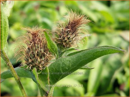 Centaurea phrygia | Korenbloem, Centaurie | Flockenblume