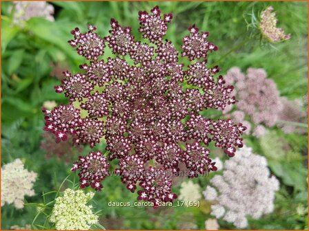 Daucus carota &#039;Dara&#039; | Roze peen, Wilde peen, Peen | Wilde M&ouml;hre