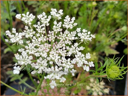 Daucus carota &#039;Dara&#039; | Roze peen, Wilde peen, Peen | Wilde M&ouml;hre
