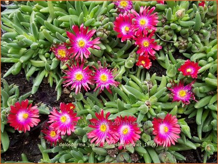 Delosperma &#039;Jewel of Desert Garnet&#039; | IJsbloempje, IJsplant | Mittagsblume