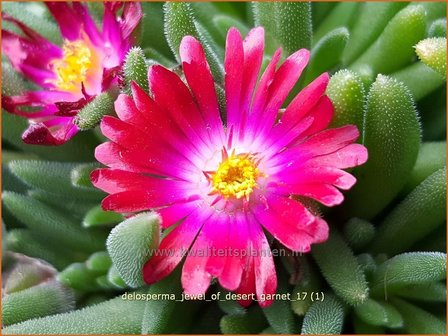 Delosperma &#039;Jewel of Desert Garnet&#039; | IJsbloempje, IJsplant | Mittagsblume