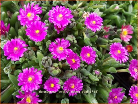 Delosperma &#039;Jewel of Desert Opal&#039; | IJsbloempje, IJsplant | Mittagsblume