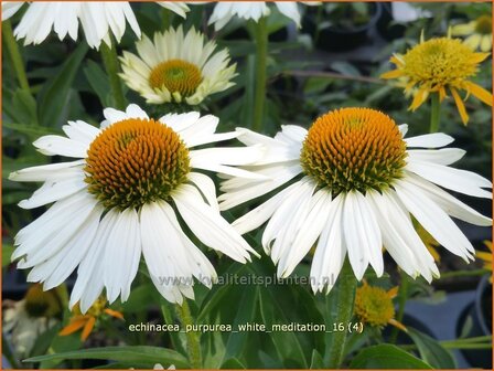 Echinacea purpurea &#039;White Meditation&#039; | Rode Zonnehoed, Zonnehoed | Roter Sonnenhut