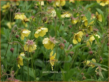 Geum &#039;Lisanne&#039; | Nagelkruid | Nelkenwurz