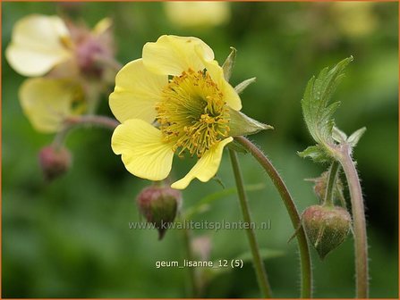 Geum &#039;Lisanne&#039; | Nagelkruid | Nelkenwurz