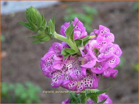 Digitalis purpurea &#039;Monstrosa&#039; | Vingerhoedskruid | Roter Fingerhut